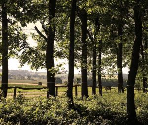 Blick vom Waldfriedhof Schönburger Land auf umgebende Felder und Wiesen