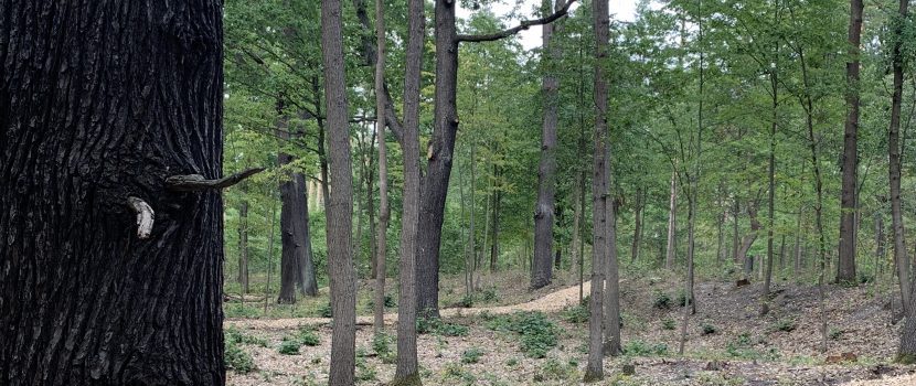 Baumbestattung im Wald bei Cottbus